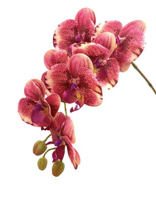 Artificial Phalaenopsis Orchid Arrangement with Curly Fern (0.65m)