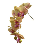 Artificial Phalaenopsis Orchid Arrangement with Curly Fern (0.65m)