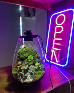 Glass terrarium with ligths and plants