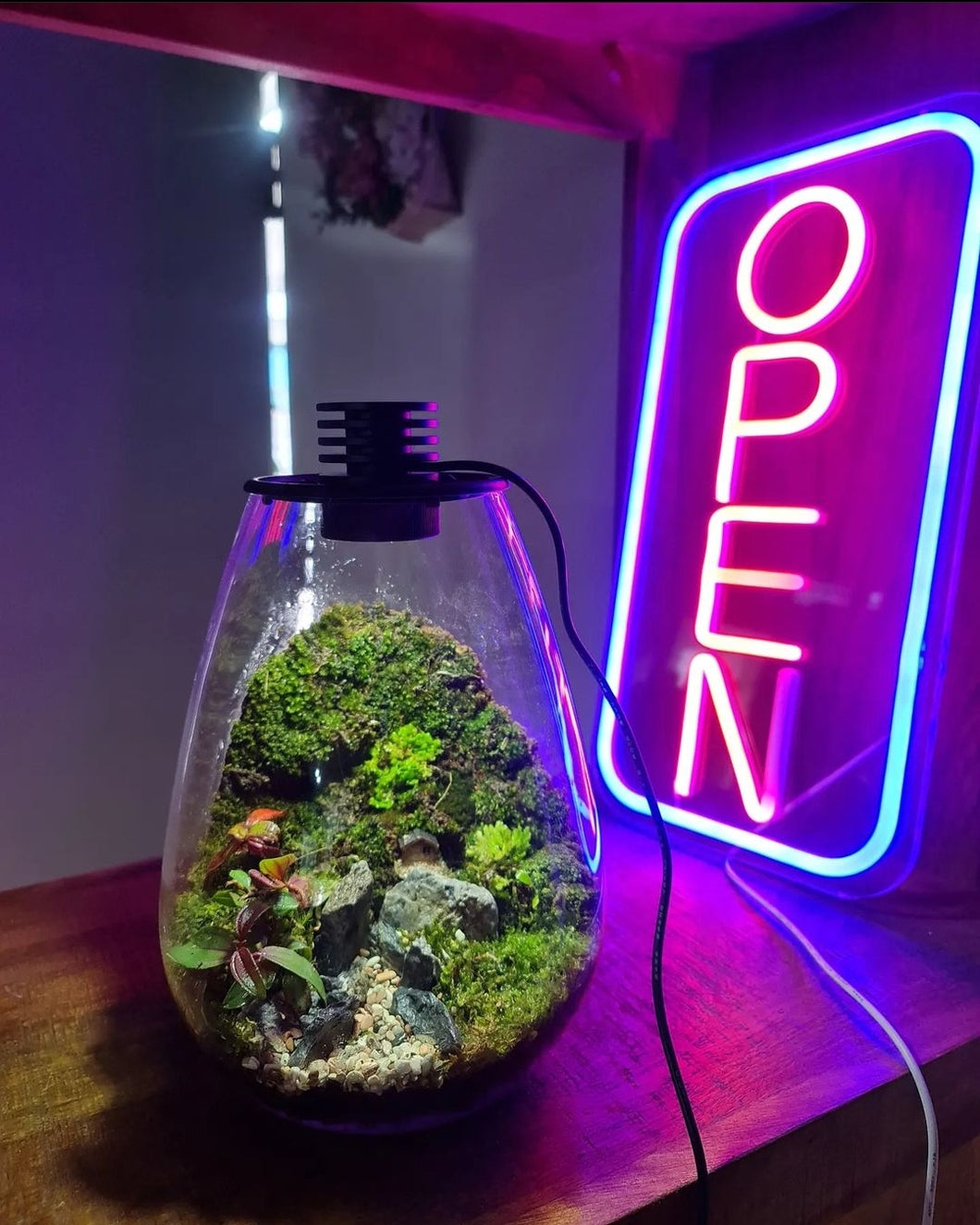 Glass terrarium with ligths and plants