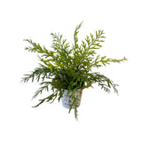 Potted Artificial Sage Brush Fern in Zinc Pot (0.35m)